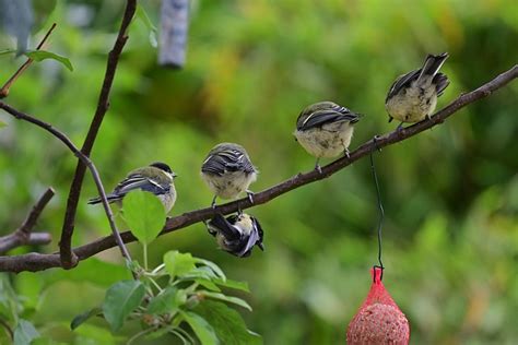 peitos de gostosa|Mais de 1.000 imagens grátis de Peitos e Natureza